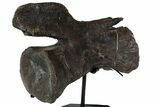 Dinosaur (Diplodocus) Caudal Vertebra - Metal Stand #77921-2